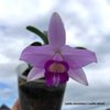 Laelia sincorana x Laelia alaorii.